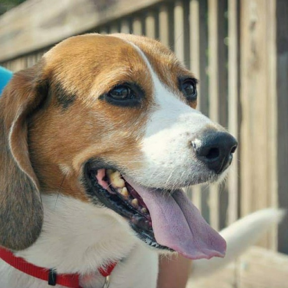 beaglesmom15
